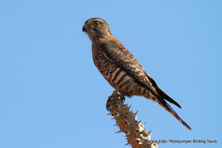 Banded kestrel Banded Kestrel Falco zoniventris videos photos and sound