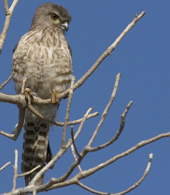 Banded kestrel Surfbirds Online Photo Gallery Search Results