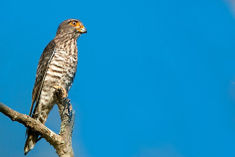 Banded kestrel Surfbirds Online Photo Gallery Search Results