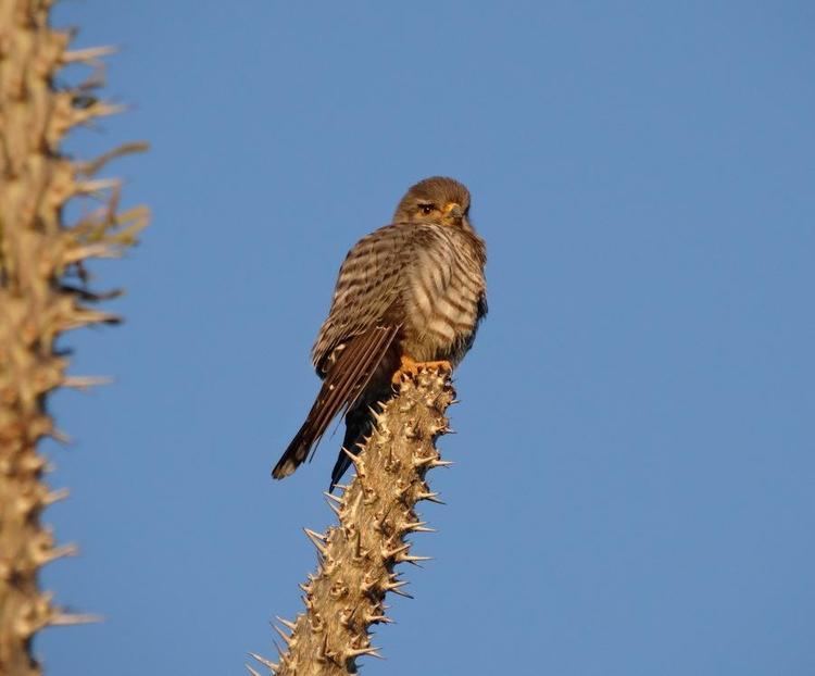 Banded kestrel Banded Kestrel Falco zoniventris videos photos and sound