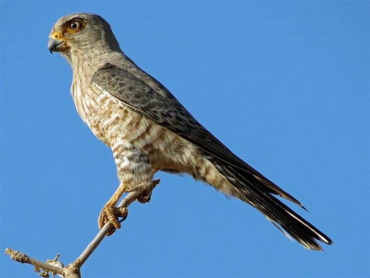Banded kestrel Banded Kestrel Falco zoniventris Google zoeken Birds of the