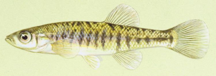 Banded killifish Fish Details