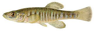 Banded killifish Profiles Fishing New Hampshire Fish and Game Department