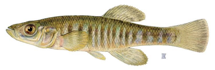 banded_killifish