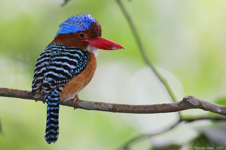 Banded kingfisher Banded Kingfisher by garion on DeviantArt