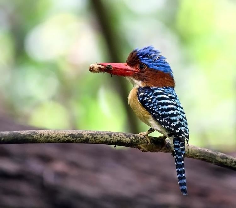 Banded kingfisher Banded Kingfisher Lacedo pulchella videos photos and sound