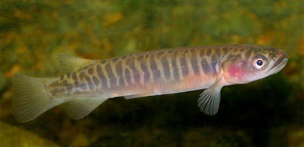 Banded kokopu TerraNature New Zealand ecology Native freshwater galaxiid fish