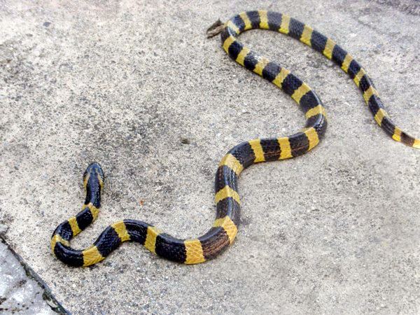 Banded krait Banded krait Wikipedia