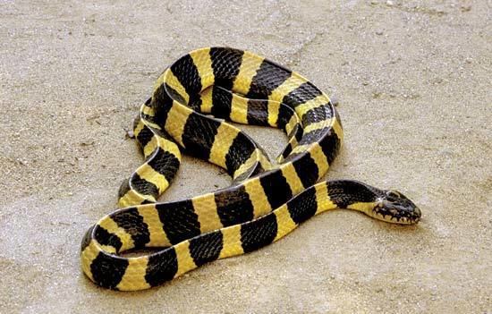 Banded krait Banded Krait Facts and Pictures Reptile Fact