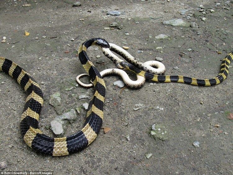 Banded krait Banded Kraits snakes battle each other over the body of an unlucky