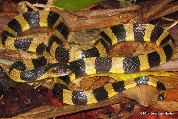 Banded krait Banded Krait Reptiles and Amphibians of Bangkok