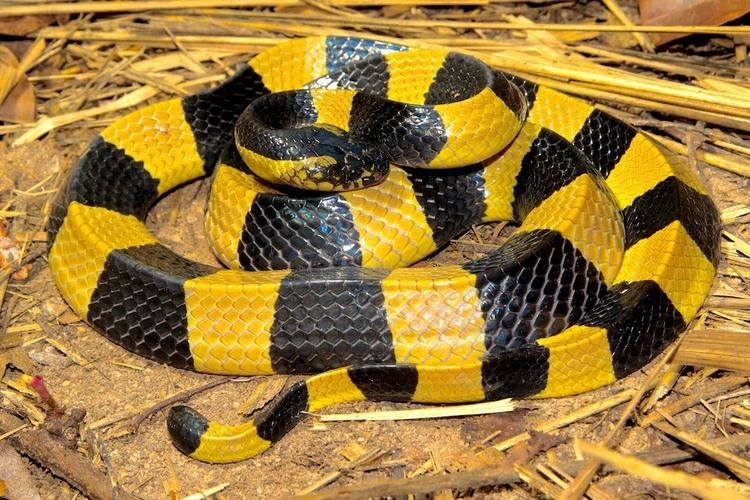 Banded krait Banded Krait Venomous Deadly Thailand Snakes Venomous