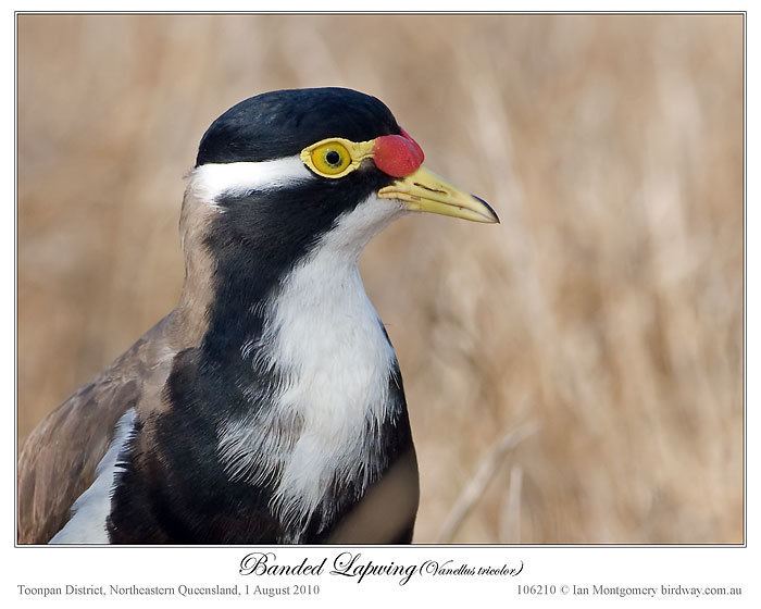 Banded lapwing Ian39s Bird of the Week Banded Lapwing Lee39s Birdwatching