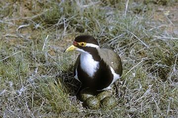 Banded lapwing Banded Lapwing Australian Birds photographs by Graeme Chapman