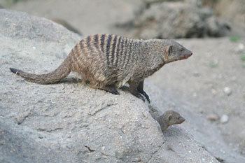 Banded mongoose Banded Mongoose The Animal Files