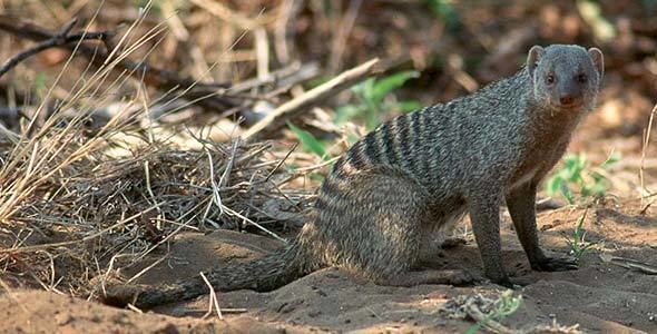 Banded mongoose Banded Mongoose Africa Mammals Guide South Africa