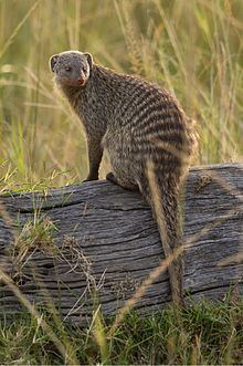 Banded mongoose httpsuploadwikimediaorgwikipediacommonsthu