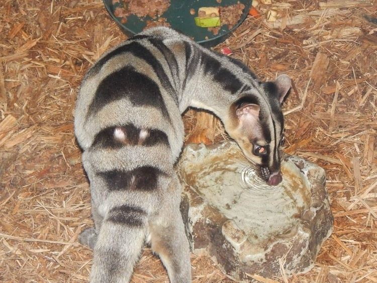Banded palm civet Banded Palm Civet Wallpaper Android Apps on Google Play