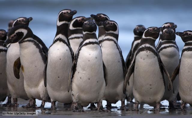 Banded penguin BBC Nature Banded penguins videos news and facts