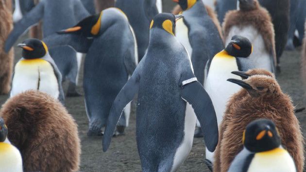 Banded penguin Data from banded penguins suffer from fatal flaw Ars Technica