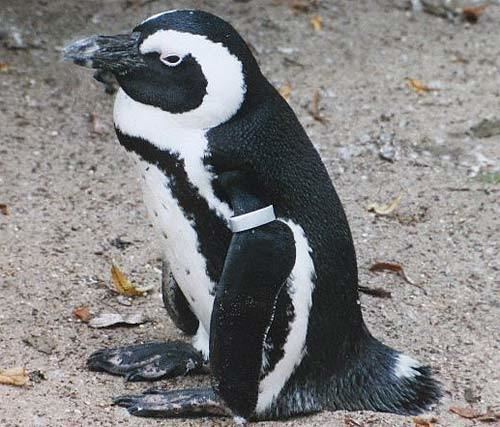 Banded penguin African Penguin Black Feet and Stripes Animal Pictures and Facts