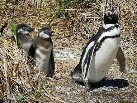 Banded penguin Magellanic Penguin Spheniscidae Penguins Argentina Patagonia