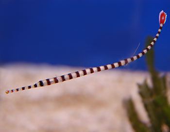 Banded pipefish BANDED PIPEFISH