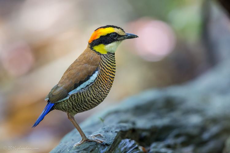Banded pitta The Banded Pitta