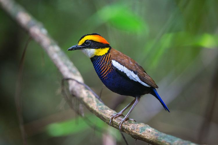 Banded pitta The Banded Pitta