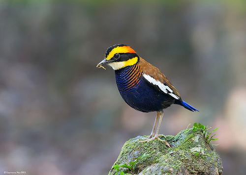Banded pitta Flickriver Most interesting photos tagged with bandedpitta
