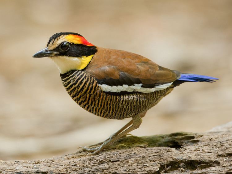 Banded pitta Malayan Banded Pitta female Pitta irena Flickr
