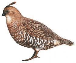 Banded quail Banded Quail Philortyx fasciatus HBW Alive