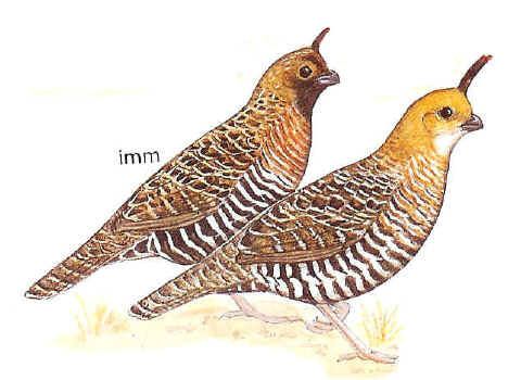 Banded quail worldbirdseualbum1bandedquail2jpg