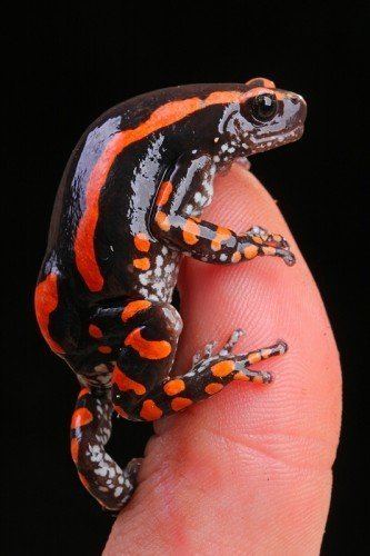 Banded rubber frog Banded Rubber Frogs Are Quite the Interesting Amphibians Featured