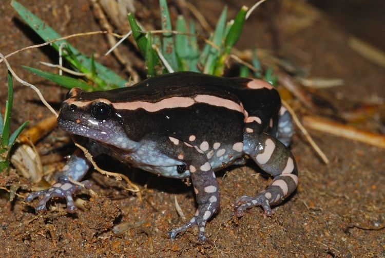Banded rubber frog FileBanded Rubber Frog Phrynomantis bifasciatus 6860279924jpg