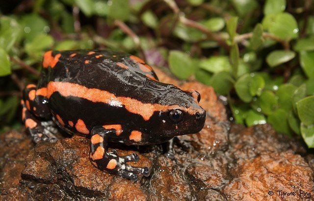 Banded rubber frog Banded Rubber Frogs Are Quite the Interesting Amphibians Featured