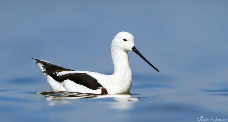 Banded stilt Banded Stilt Australian Bird Photography Bird Photos of