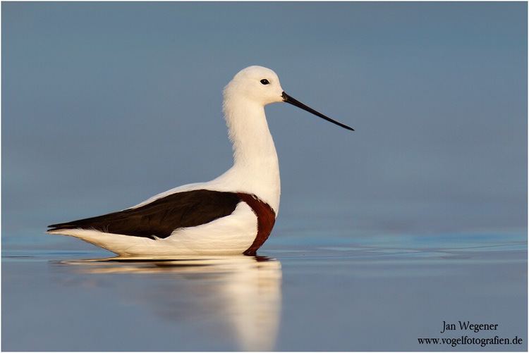 Banded stilt Is Banded Stilt actually a Banded Avocet The New Shorebirds