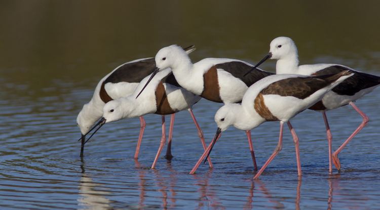 Banded stilt Birds in Tasmania TogethernessBanded Stilt