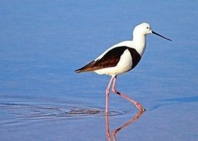 Banded stilt wwwbirdlifeorgauimagessizedimagesuploadsbi