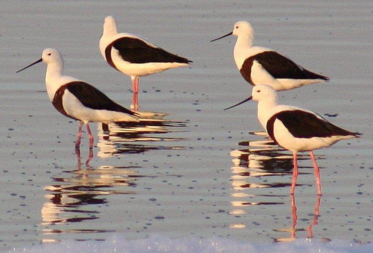 Banded stilt Banded stilt Wikipedia