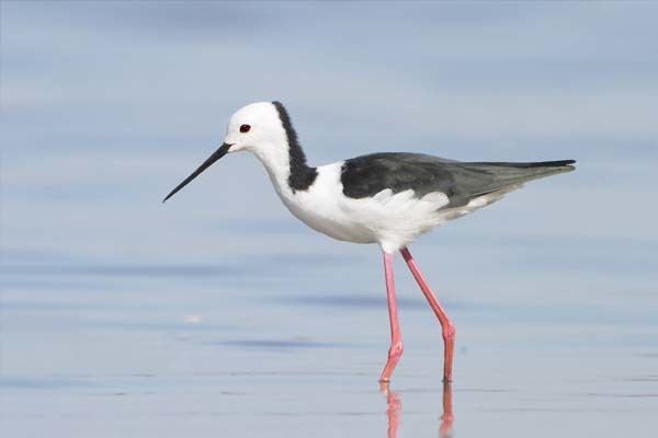 Banded stilt Banded Stilt Himantopus leucocephalus