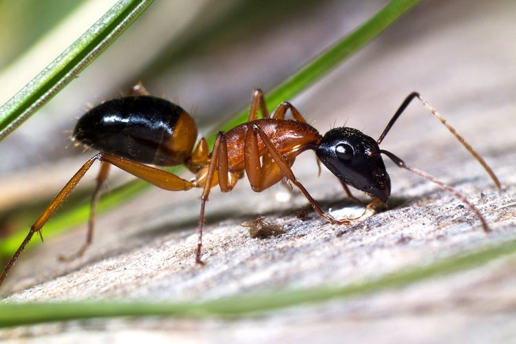 Banded sugar ant Ants go marching onebyone in Byron shire Echonetdaily