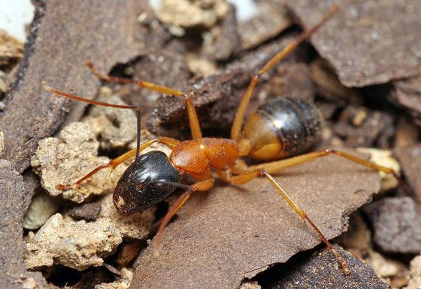 Banded Sugar Ant (Camponotus consobrinus) 20160430 - YouTube