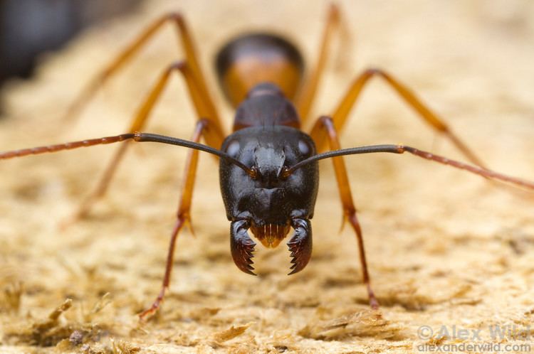 Banded sugar ant Alex Wild Photography Photo Keywords Camponotus consobrinus banded