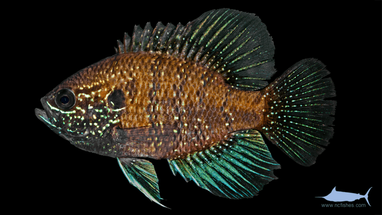 Banded sunfish Centrarchidae Fishes of North Carolina
