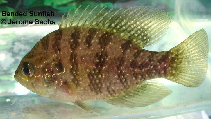 Banded sunfish Banded Sunfish Enneacanthus obesus for sale at Sachs Systems