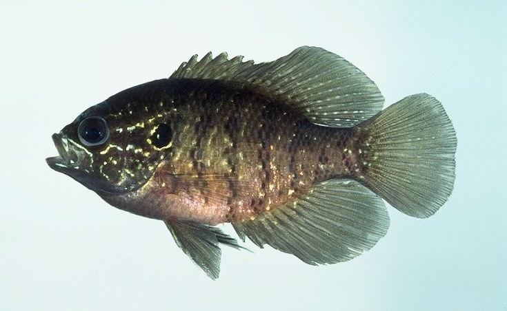 Banded sunfish httpsuploadwikimediaorgwikipediacommonsff