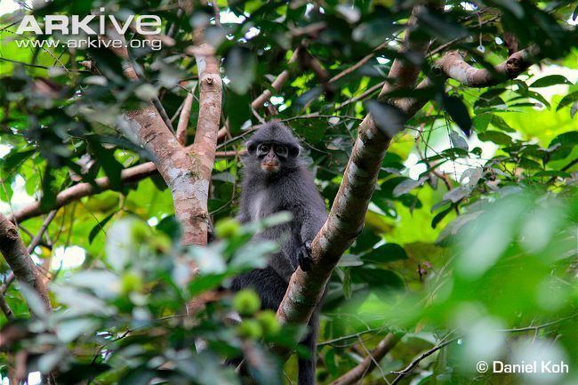 Banded surili Banded langur videos photos and facts Presbytis femoralis ARKive