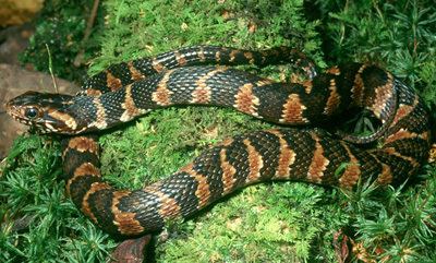 Banded water snake Southern or Banded Watersnake